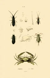 センチネルクラブ、1833-39